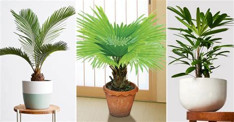 12 Best Dwarf Palms For Homes | Short Palm Varieties