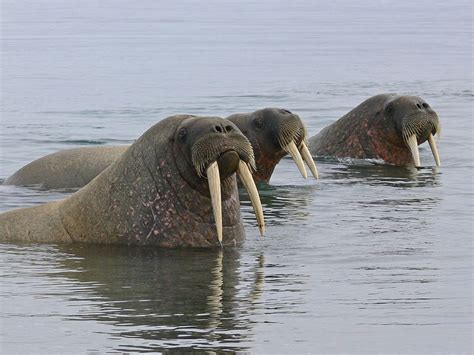 Top 10 Facts About Walruses