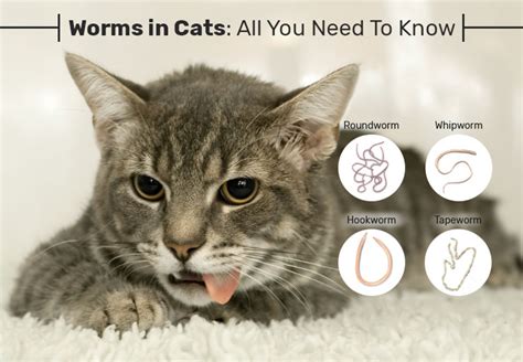 Worms in Cats: What you need to Know. - Jewel's Online Offers