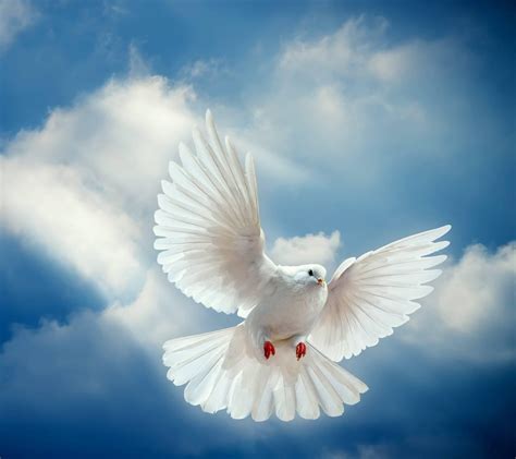 White Doves Wallpapers - Wallpaper Cave