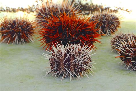 Sea urchin emits a cloud of venomous jaws to deter predators | New ...