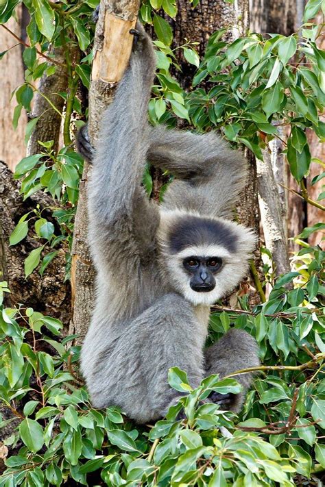 Silvery gibbon - found in rain forests on the island of Java, Indonesia ...