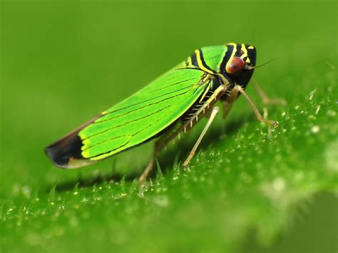 16 Tiny Green Bugs That Bite (& What to Do When You're Bitten)