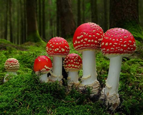 The Toxicologist Today: The Edible Amanita Muscaria?!