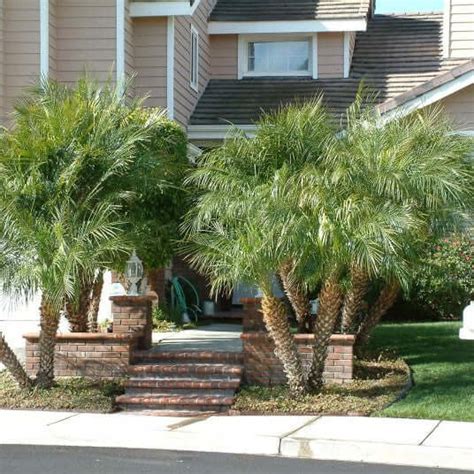 Pygmy Date Palm Multi | Plants Express