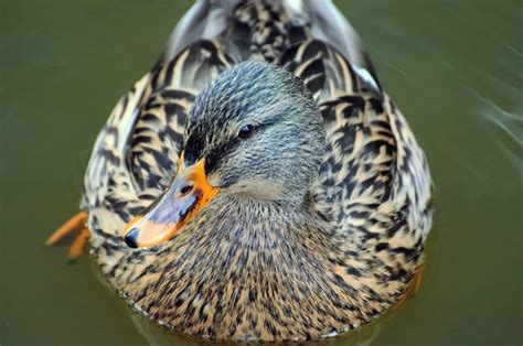 Mallard - Anas Platyrhynchos Free Stock Photo - Public Domain Pictures