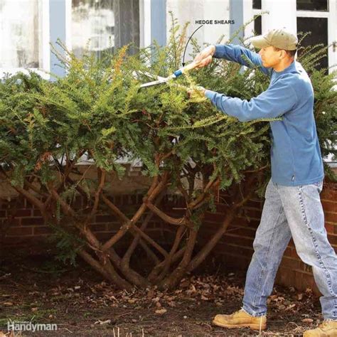 Bush Pruning Tips for Healthier Bushes | How to trim bushes, Landscaping tips, Prune