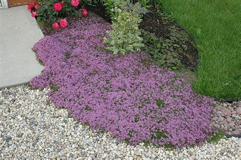 Questions about a thyme lawn in Canada : r/gardening