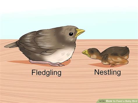 3 Ways to Feed a Baby Bird - wikiHow