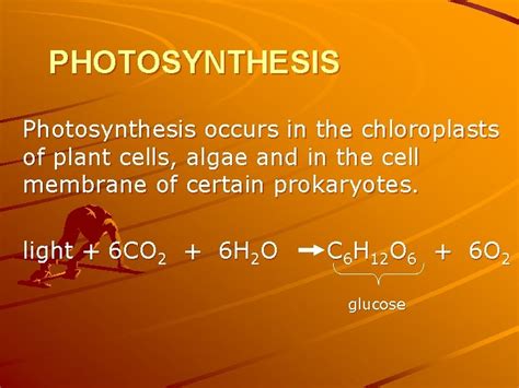 PHOTOSYNTHESIS Photosynthesis occurs in the chloroplasts of plant