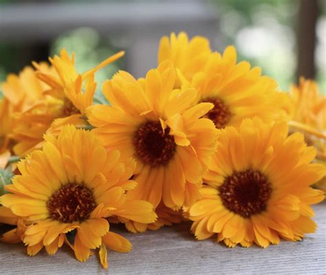 14 Uses For Calendula Tea – The Nerdy Farm Wife