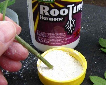 Natural, Organic Rooting of Cuttings | Garden Culture Magazine