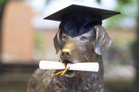 True Grit Statue - Nitty Gritty, the Chesapeake Bay Retriever in Bronze | Explore Baltimore Heritage