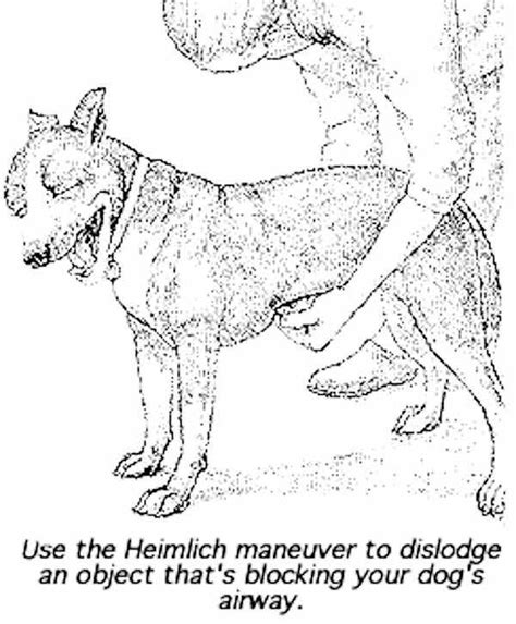 How To Perform the Heimlich Maneuver on Dogs