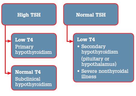 What is T4 and T3? A Simple Guide For The Non-Scientist