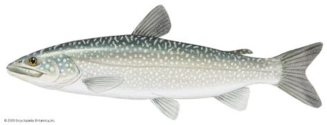 Lake trout | Freshwater, Spawning, Migration | Britannica