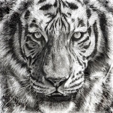 How to use Charcoal on Canvas To Make Amazing Art - Studio Wildlife