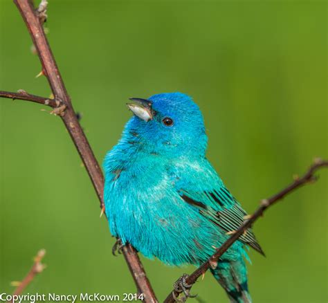 Photographing Male Indigo Buntings and the Illusion of Seeing Blue | Welcome to ...