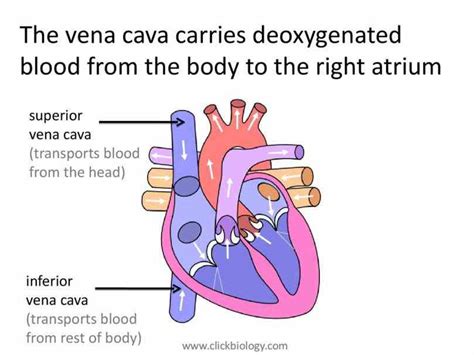 Anterior Vena Cava Function | MedicineBTG.com