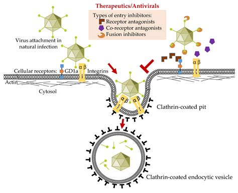 Adenovirus - RinkuConlaoch