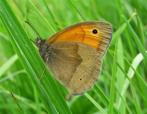 Filnore Woods Blog: Three grassland butterflies