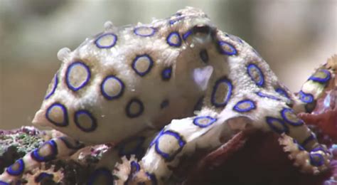 Blue Ringed Octopus Venom