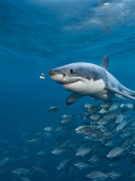 Cute Great White Shark