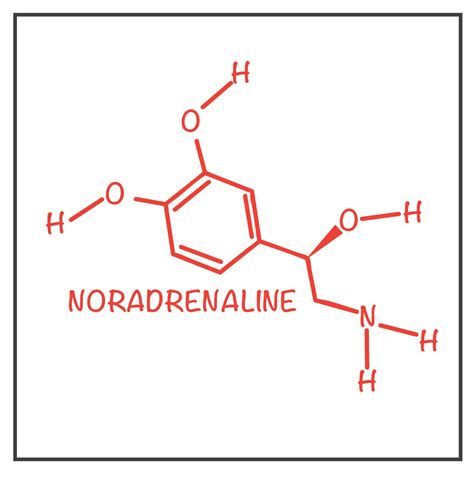 Noradrenaline — Zebrafish UCL