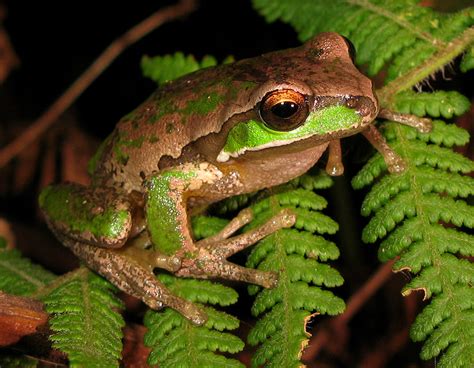 File:New England Tree Frog - Litoria subglandulosa.jpg - Wikipedia