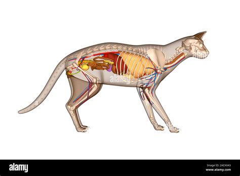 Cat anatomy. Computer artwork showing the internal anatomy of a ...