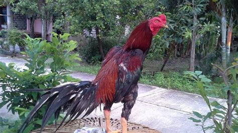 [Bongkar Rahasia] Cara Ternak Ayam Bangkok Aduan Juara