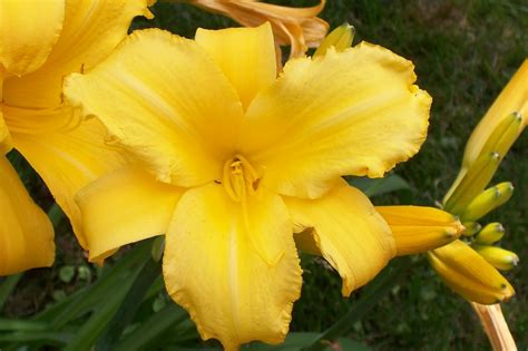 Garden Beauty: Multiple Colors of Lilies