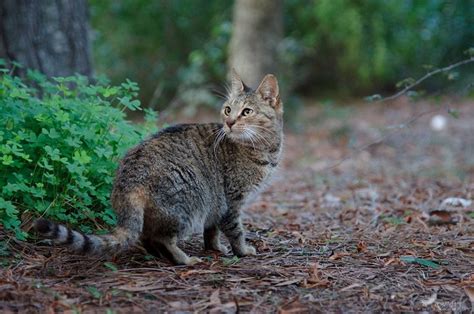 Felis silvestris catus - Female | Wild cats, Catus, Animals