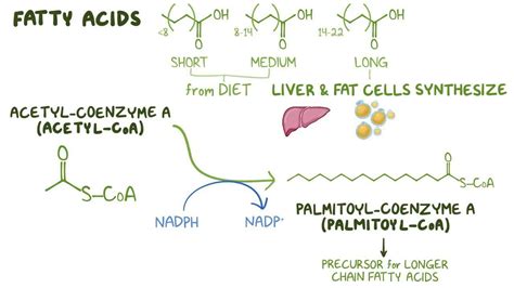 Fatty Acid Synthesis