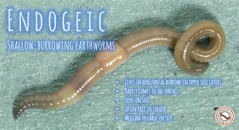 Earthworm ecology | Earthworm Society of Britain