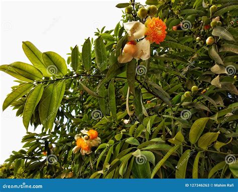 Tree Flowers Autumn Dhaka Bangladesh Stock Image - Image of autumn ...