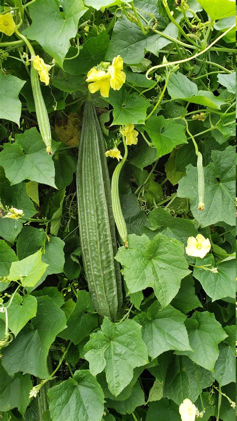 Vining Okra / Luffa acutangula / Ridged Luffa / Semillas de okra ...