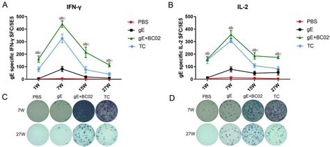 Vaccines | Free Full-Text | Enhanced Potency and Persistence of Immunity to Varicella-Zoster ...