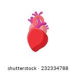 Human Heart Free Stock Photo - Public Domain Pictures