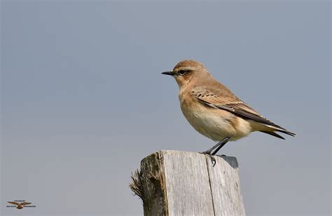 Wheatear | BirdForum