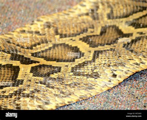 Rattlesnake skin hi-res stock photography and images - Alamy