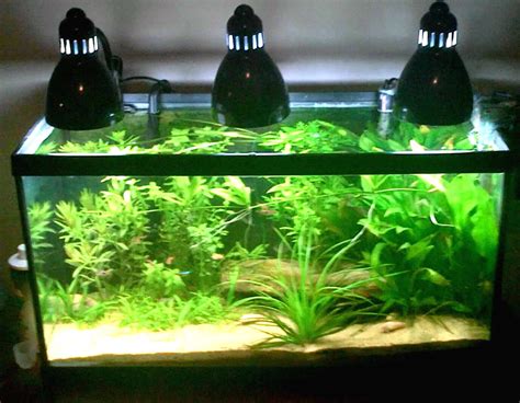 Planted Tank Lighting FAQ | Aquatic Essentials by MyAquarium