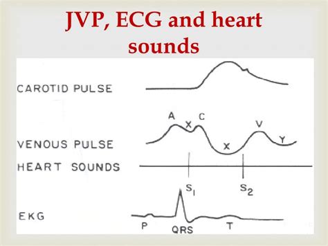 PPT - Jugular Venous Pulse and Carotid Arterial Pulse PowerPoint ...