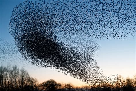 What Are Starling Murmurations, & Why Do They Form? (The Science Behind ...