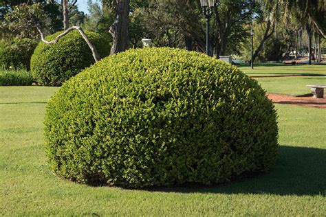 How and When to Prune Boxwood Shrubs – Make House Cool