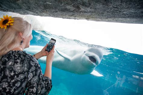 Mystic Aquarium | Visit CT