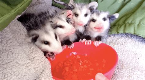 Rescued Baby Possums Take The Tiniest Little Bites Of Watermelon | Baby possum, Baby opossum ...