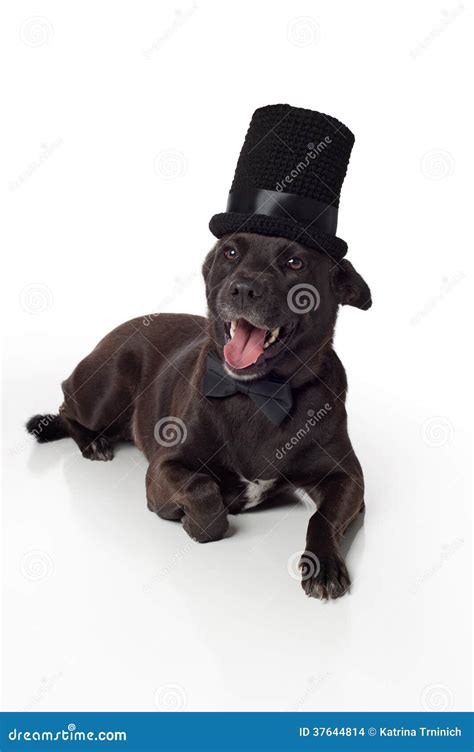 Smiling Black Mixed-Breed Dog In Top Hat & Bowtie Stock Photo - Image ...