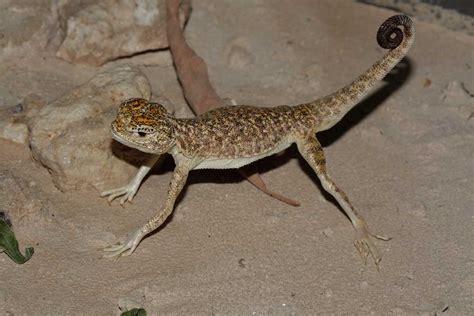 Qatar e-Nature – Arabian Toad-head Agama