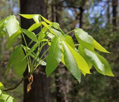 How to Forage and Harvest Hickory Nuts - Survival Sullivan